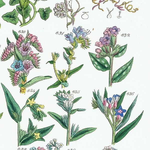 お得な情報満載 ファブリス・ド・ヴィルヌーヴ ボタニカルアート 植物画 絵画