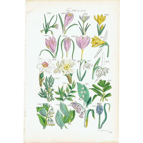 ꥹ ƥ ܥ˥륢 / ʪ å䥹Ρɥåפʤ  (British wild flowers / John Edward Sowerby)  1876ǯ 0656