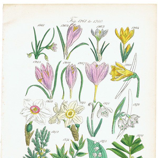 ꥹ ƥ ܥ˥륢 / ʪ å䥹Ρɥåפʤ  (British wild flowers / John Edward Sowerby)  1876ǯ 0656