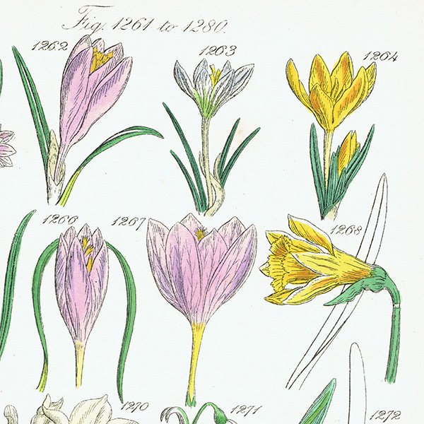 ꥹ ƥ ܥ˥륢 / ʪ å䥹Ρɥåפʤ  (British wild flowers / John Edward Sowerby)  1876ǯ 0656
