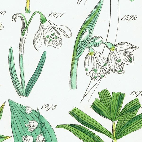 イギリス アンティーク ボタニカルアート / 植物画 クロッカスや