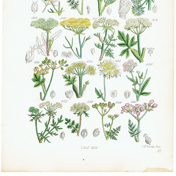イギリス アンティーク ボタニカルアート / 植物画 フェンネルやパセリなど  (British wild flowers / John Edward Sowerby)  1876年 0657