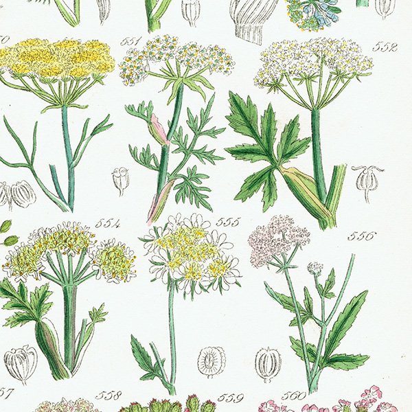 イギリス アンティーク ボタニカルアート / 植物画 フェンネルやパセリなど  (British wild flowers / John Edward Sowerby)  1876年 0657