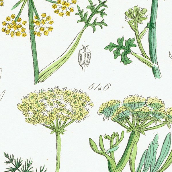 ꥹ ƥ ܥ˥륢 / ʪ եͥѥʤ  (British wild flowers / John Edward Sowerby)  1876ǯ 0657