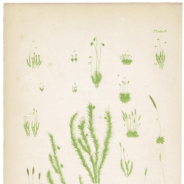 ꥹ ƥ ܥ˥륢 / ʪ moss  1864ǯ 0655