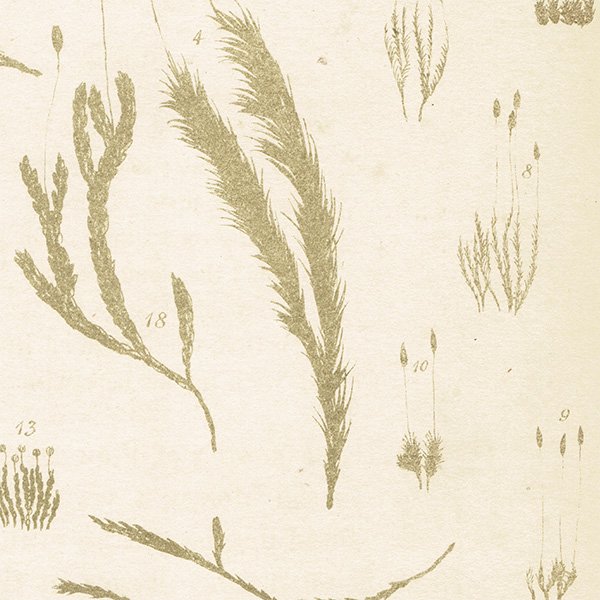 イギリス アンティーク ボタニカルアート / 植物画 コケ（moss）類  1864年 0656