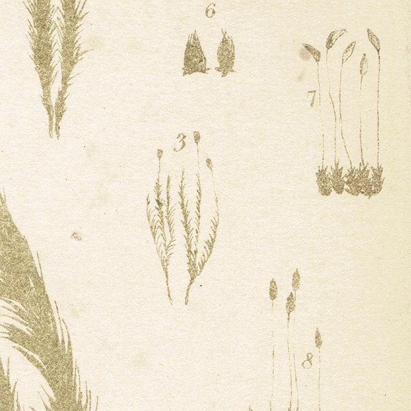 イギリス アンティーク ボタニカルアート / 植物画 コケ（moss）類  1864年 0656