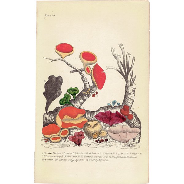 イギリス アンティーク ボタニカルアート / 植物画 きのこ類  1864年 0657