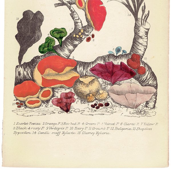 イギリス アンティーク ボタニカルアート / 植物画 きのこ類  1864年 0657