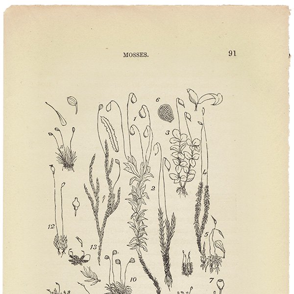 イギリス アンティーク ボタニカルアート / 植物画 MOSSES コケ  1864年 0659