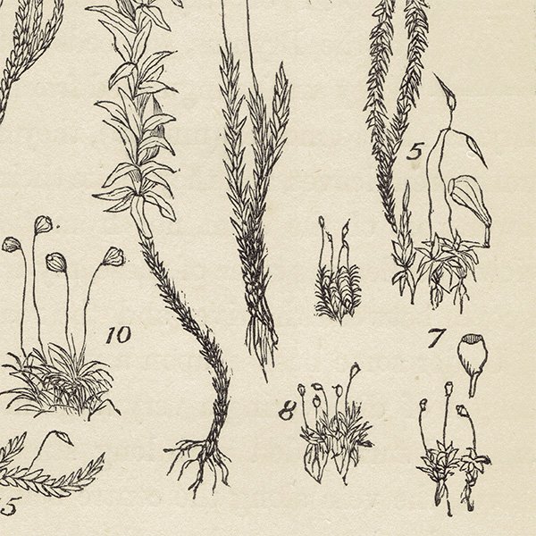 イギリス アンティーク ボタニカルアート / 植物画 MOSSES コケ  1864年 0659