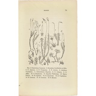 イギリス アンティーク ボタニカルアート / 植物画 MOSSES コケ  1864年 0660