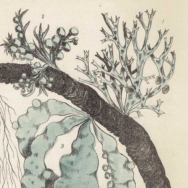 イギリス アンティーク ボタニカルアート / 植物画 地衣類やコケ類  1864年 0661