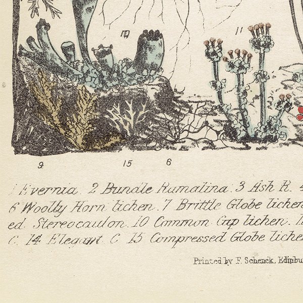 イギリス アンティーク ボタニカルアート / 植物画 地衣類やコケ類  1864年 0661
