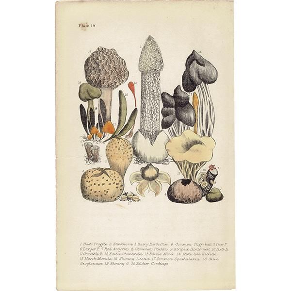 イギリス アンティーク ボタニカルアート / 植物画 キノコ 1864