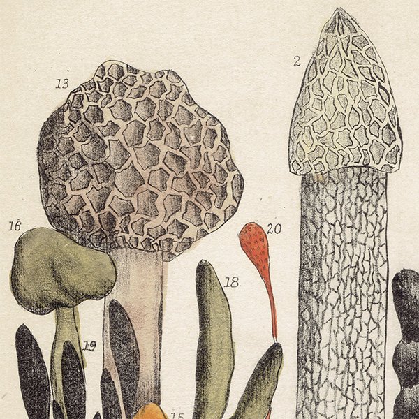 イギリス アンティーク ボタニカルアート / 植物画 キノコ  1864年 0662