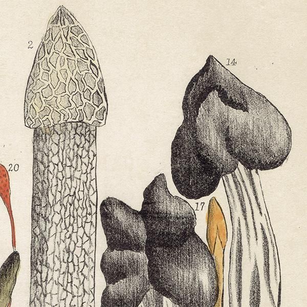 ★イギリス ボタニカルアート　② イギリス アンティーク ボタニカルアート / 植物画 キノコ 1864