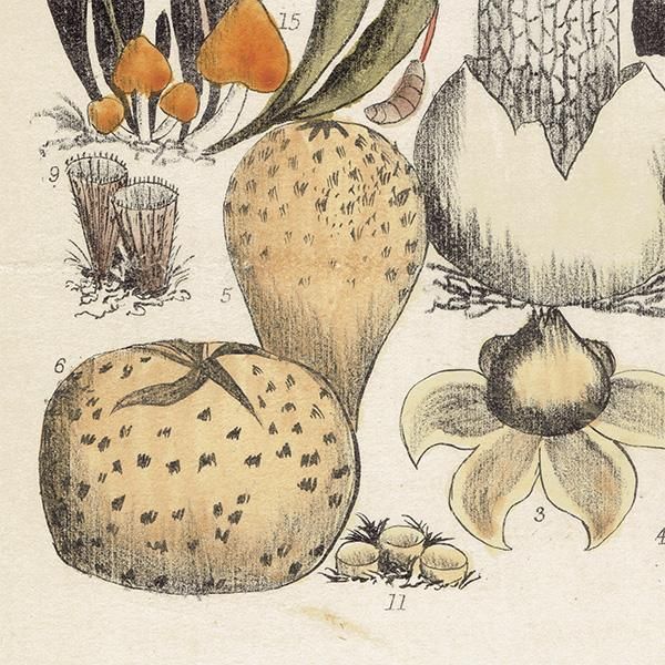 イギリス アンティーク ボタニカルアート / 植物画 キノコ 1864