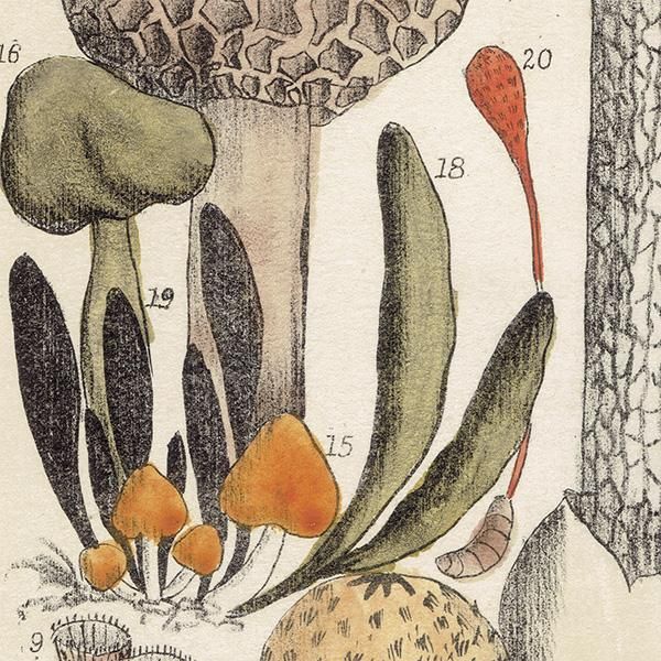 ★イギリス ボタニカルアート　② イギリス アンティーク ボタニカルアート / 植物画 キノコ 1864