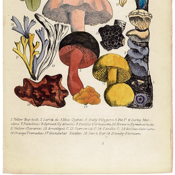 イギリス アンティーク ボタニカルアート / 植物画 キノコ  1864年 0663