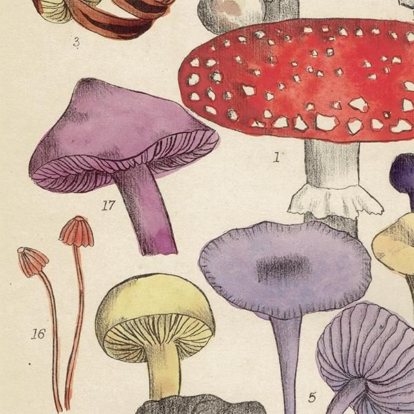 イギリス アンティーク ボタニカルアート / 植物画 キノコ