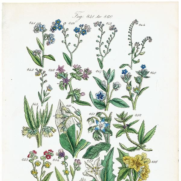 ꥹ ƥ ܥ˥륢 / ʪ 凉ʥꥸʤ  (British wild flowers / John Edward Sowerby)  1876ǯ 0658