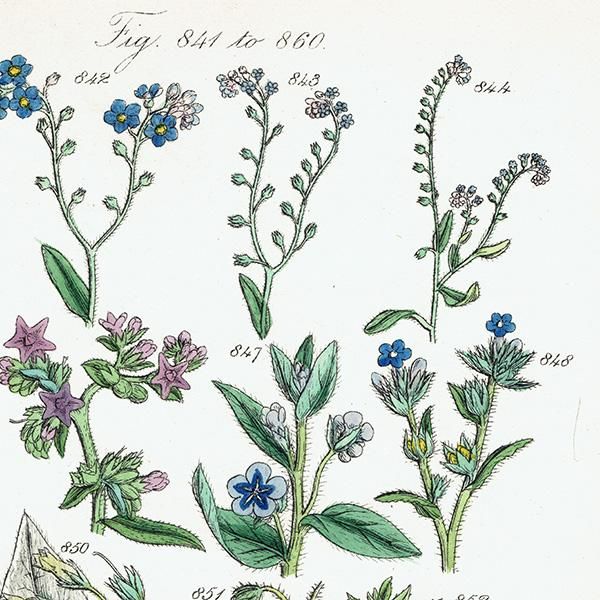 ꥹ ƥ ܥ˥륢 / ʪ 凉ʥꥸʤ  (British wild flowers / John Edward Sowerby)  1876ǯ 0658