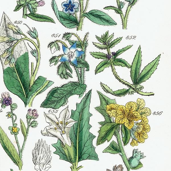 ꥹ ƥ ܥ˥륢 / ʪ 凉ʥꥸʤ  (British wild flowers / John Edward Sowerby)  1876ǯ 0658