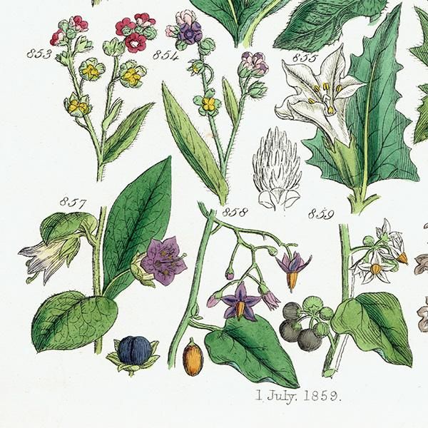 イギリス アンティーク ボタニカルアート / 植物画 ワスレナグサ
