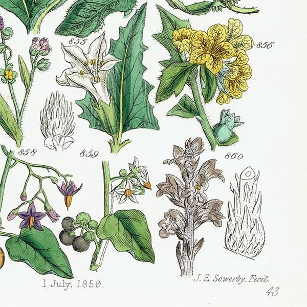 イギリス アンティーク ボタニカルアート / 植物画 ワスレナグサ