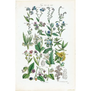 イギリス アンティーク ボタニカルアート / 植物画 ワスレナグサやルリジサなど  (British wild flowers / John Edward Sowerby)  1876年 0658