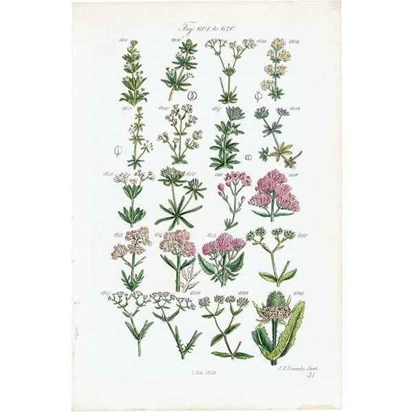 ꥹ ƥ ܥ˥륢 / ʪ ٥˥Υʤ  (British wild flowers / John Edward Sowerby)  1876ǯ 0660