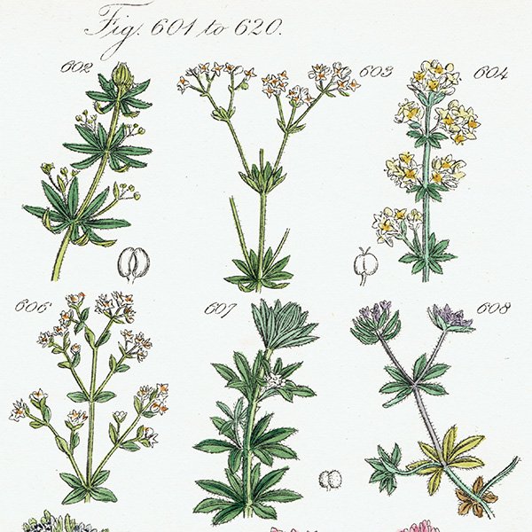 ꥹ ƥ ܥ˥륢 / ʪ ٥˥Υʤ  (British wild flowers / John Edward Sowerby)  1876ǯ 0660