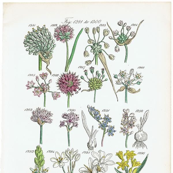 ꥹ ƥ ܥ˥륢 / ʪ Х䥹ץ꡼ʤ  (British wild flowers / John Edward Sowerby)  1876ǯ 0661