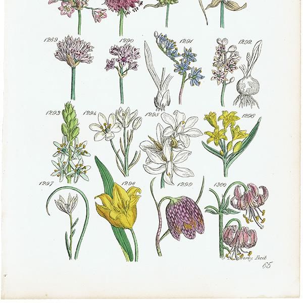 ꥹ ƥ ܥ˥륢 / ʪ Х䥹ץ꡼ʤ  (British wild flowers / John Edward Sowerby)  1876ǯ 0661