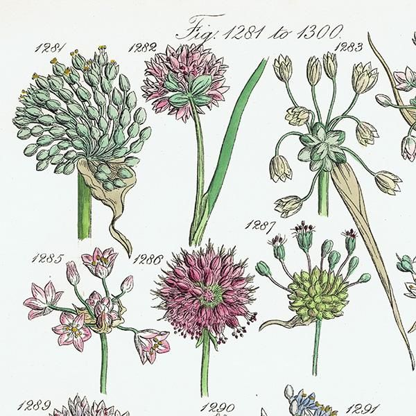 イギリス アンティーク ボタニカルアート / 植物画 バイモや イギリス アンティーク ボタニカルアート / 植物画 バイモや