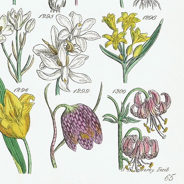 ꥹ ƥ ܥ˥륢 / ʪ Х䥹ץ꡼ʤ  (British wild flowers / John Edward Sowerby)  1876ǯ 0661