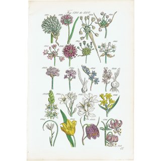 イギリス アンティーク ボタニカルアート / 植物画 バイモやスワンプリリーなど  (British wild flowers / John Edward Sowerby)  1876年 0661