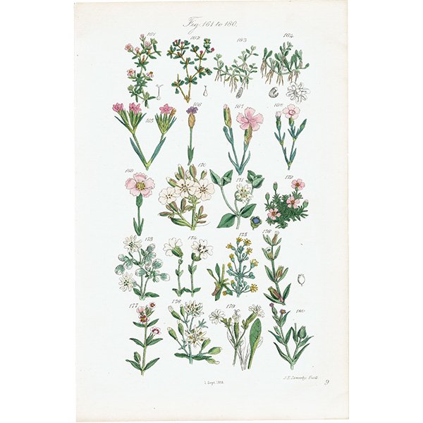 ꥹ ƥ ܥ˥륢 / ʪ ͡䥵ݥʥꥢʤ  (British wild flowers / John Edward Sowerby)  1876ǯ 0662