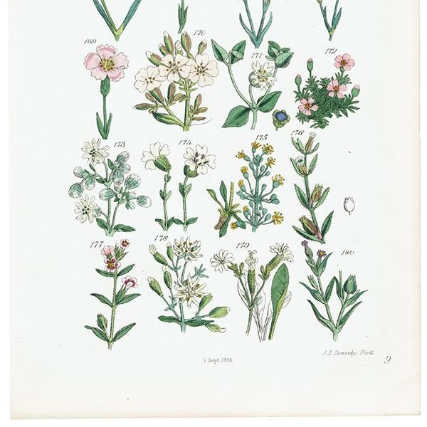 イギリス アンティーク ボタニカルアート / 植物画