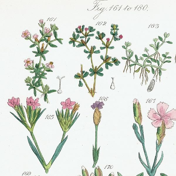 イギリス アンティーク ボタニカルアート / 植物画