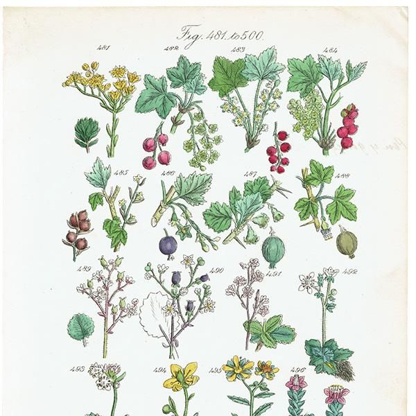 ꥹ ƥ ܥ˥륢 / ʪ ե業Υʤ  (British wild flowers / John Edward Sowerby)  1876ǯ 0663