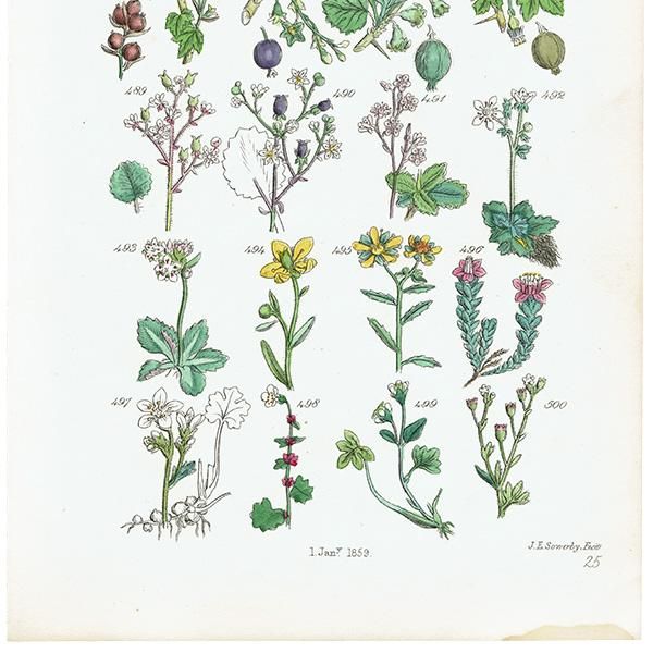 ꥹ ƥ ܥ˥륢 / ʪ ե業Υʤ  (British wild flowers / John Edward Sowerby)  1876ǯ 0663