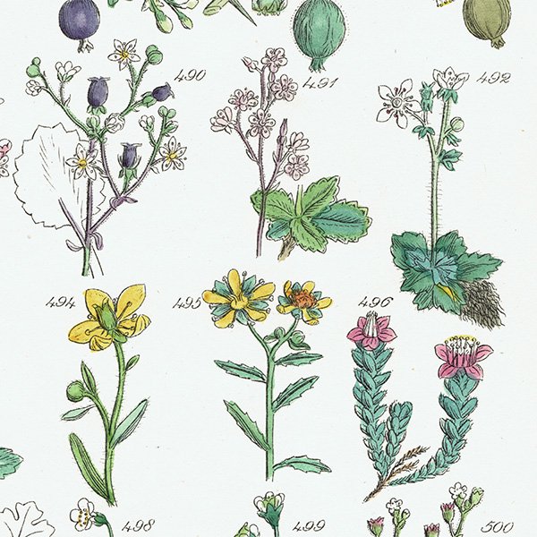 ꥹ ƥ ܥ˥륢 / ʪ ե業Υʤ  (British wild flowers / John Edward Sowerby)  1876ǯ 0663
