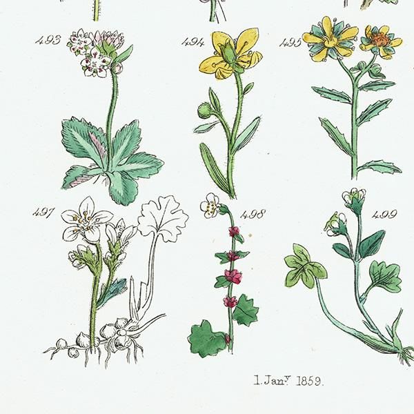 ꥹ ƥ ܥ˥륢 / ʪ ե業Υʤ  (British wild flowers / John Edward Sowerby)  1876ǯ 0663