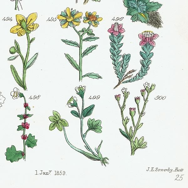 ꥹ ƥ ܥ˥륢 / ʪ ե業Υʤ  (British wild flowers / John Edward Sowerby)  1876ǯ 0663