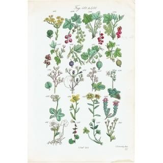 ꥹ ƥ ܥ˥륢 / ʪ ե業Υʤ  (British wild flowers / John Edward Sowerby)  1876ǯ 0663