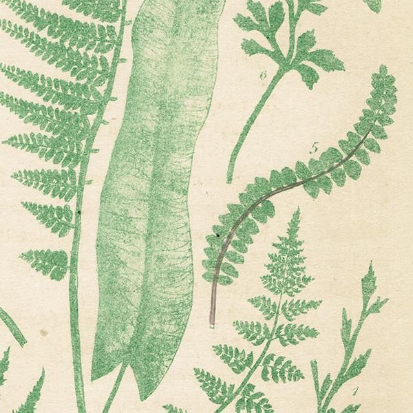イギリス アンティーク ボタニカルアート / 植物画 シダ類 1864