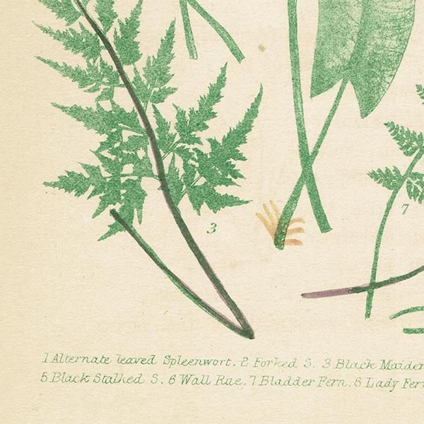 pealimo 植物画 | インテリアアート - Muse International Net Shop
