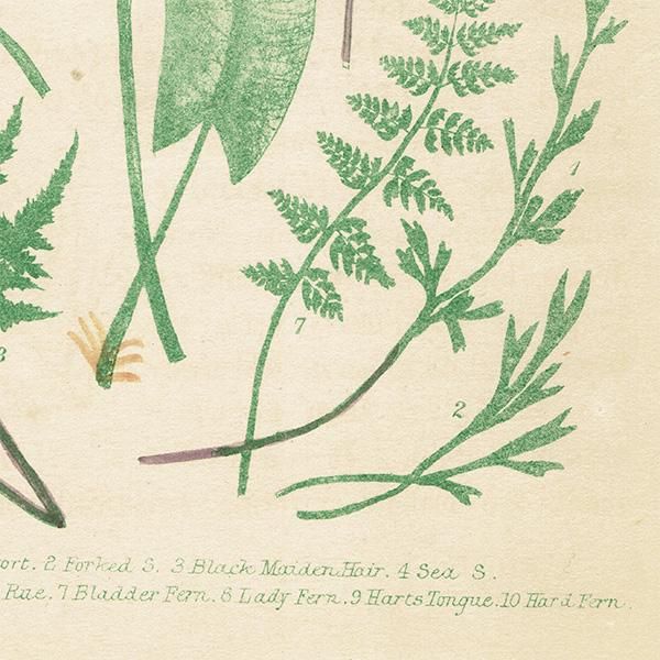 イギリス アンティーク ボタニカルアート / 植物画 シダ類 1864